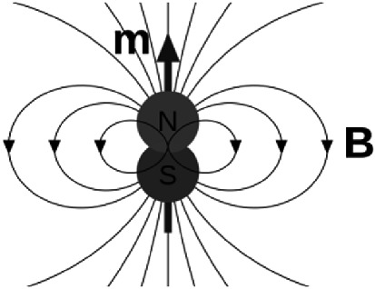 Diagram of a magnetic dipole with labeled poles "N" and "S" at the center. Arrows indicate the direction of magnetic field lines, curving outward from the north pole and looping back to the south pole. The letter "m" with an upward arrow represents the magnetic moment, and "B" indicates the magnetic field direction.